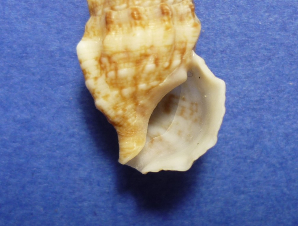 Cerithium vulgatum